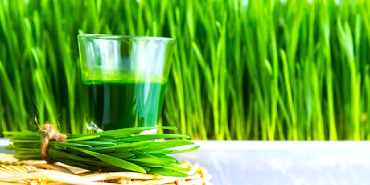 How To Grow Wheatgrass At Home For Your Endless Juicing Supply