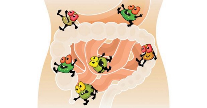 intestinal flora