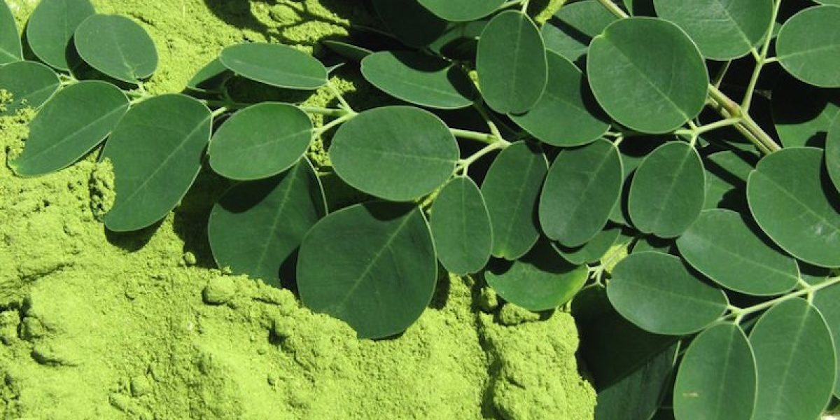 Moringa Oleifera: The Superfood That Kills 5 Types Of Cancer And Stops Diabetes!