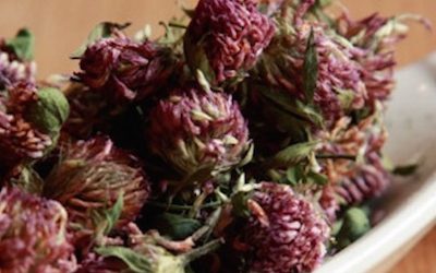 5 Powerful Medicinal Plants To Help You Prevent Cancer Naturally