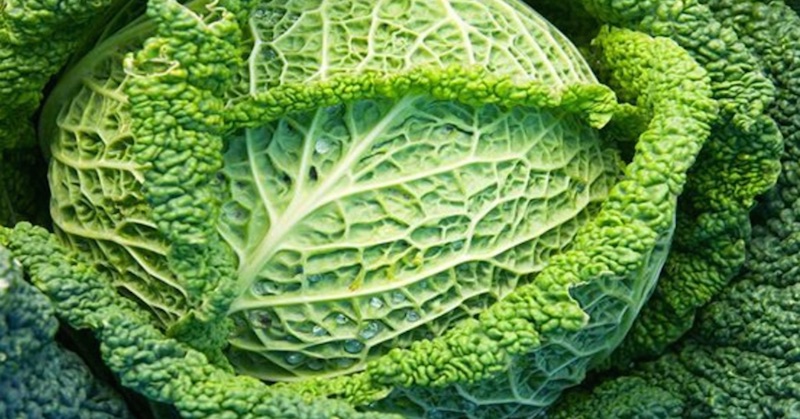 Savoy cabbage