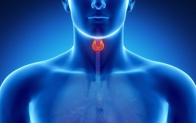 The Leaky Gut–Thyroid Connection You Wished Your Doctor Told You About