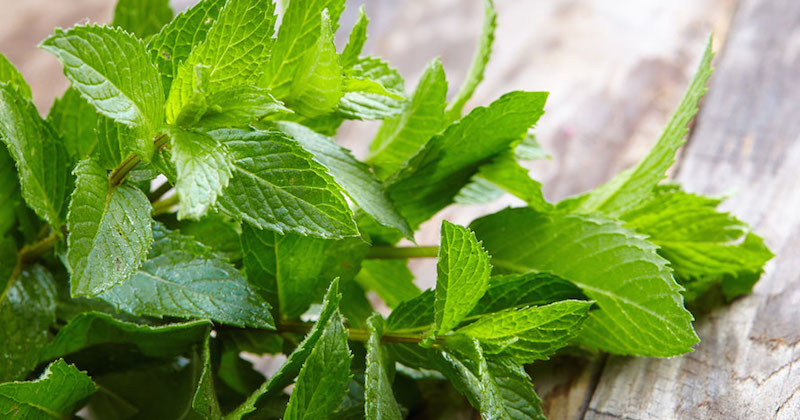 peppermint leaves