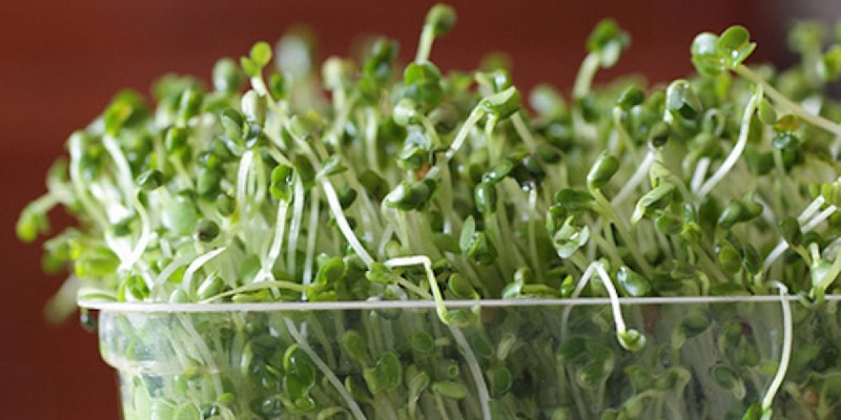 Bean Sprouts Treat Anemia, Prevent Oxidation of Cholesterol And Heart Disease