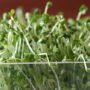 Bean Sprouts Treat Anemia, Prevent Oxidation of Cholesterol And Heart Disease