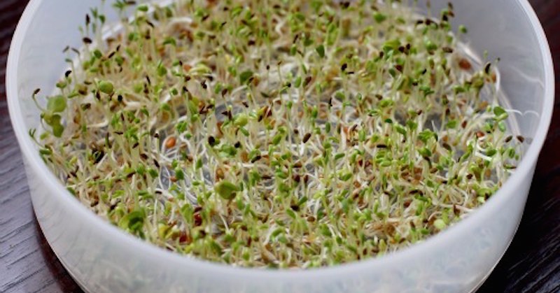 grow your own sprouts