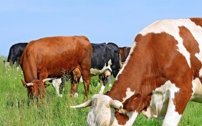 Why You NEED To Eat Grass-Fed Meat Besides Avoiding Antibiotics And Growth Hormones