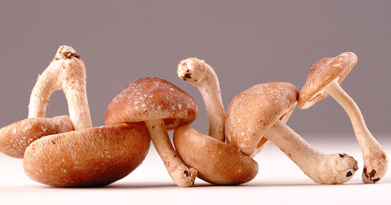 shiitake mushroom