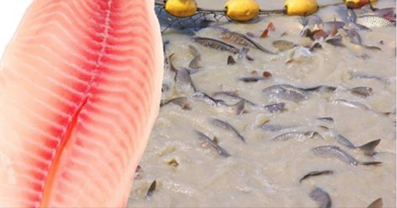 Why You Should Never Eat Tilapia