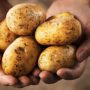 How To Use Potatoes To Heal Gastritis, Gastric Ulcers, Rheumatism And Relieve Joint Pains