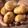 Conventional Potatoes Are Grown With 31 Cancer-Causing Toxins From Pesticides