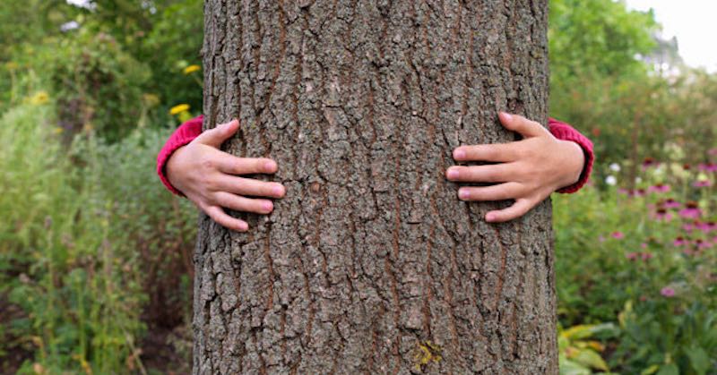 tree-hugging