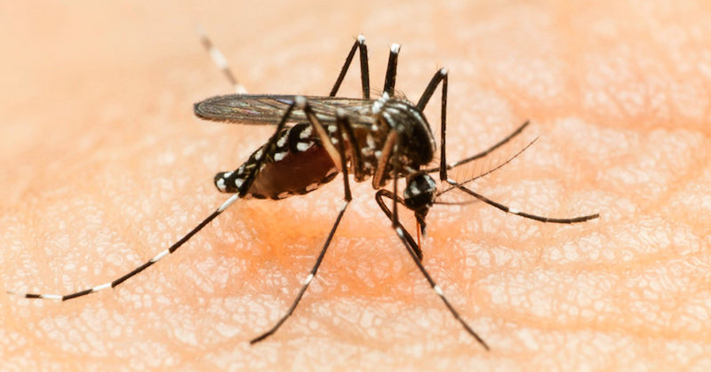 resistance against zika virus