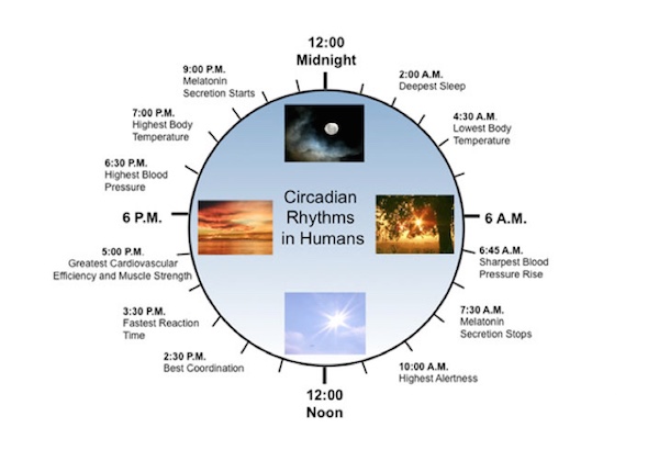 circadian rhythm diurnal vs nocturnal