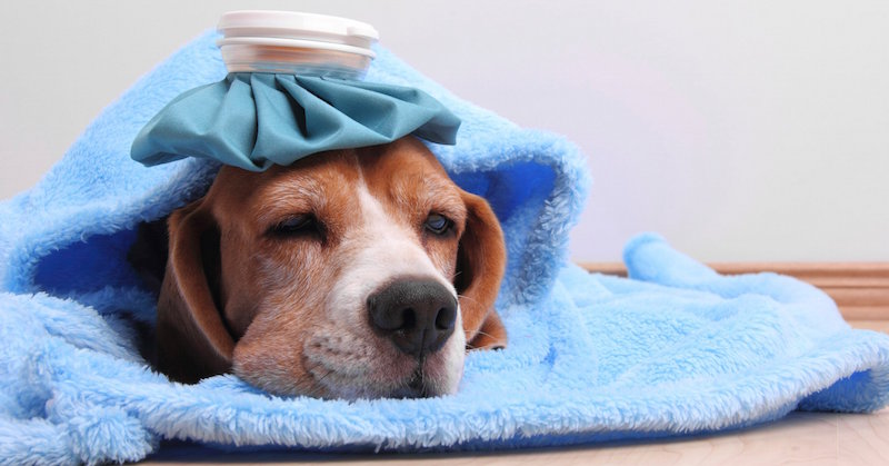 If Your Dog Experienced Any Of These 10 Symptoms Take Them To The Vet