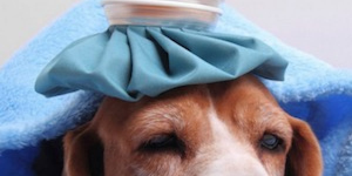 If Your Dog Experienced Any Of These 10 Symptoms, Take Them To The Vet Immediately!