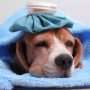 If Your Dog Experienced Any Of These 10 Symptoms, Take Them To The Vet Immediately!