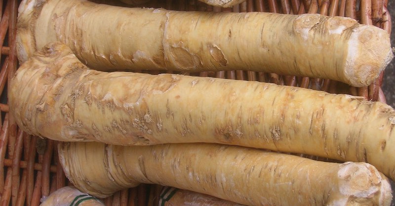 horseradish