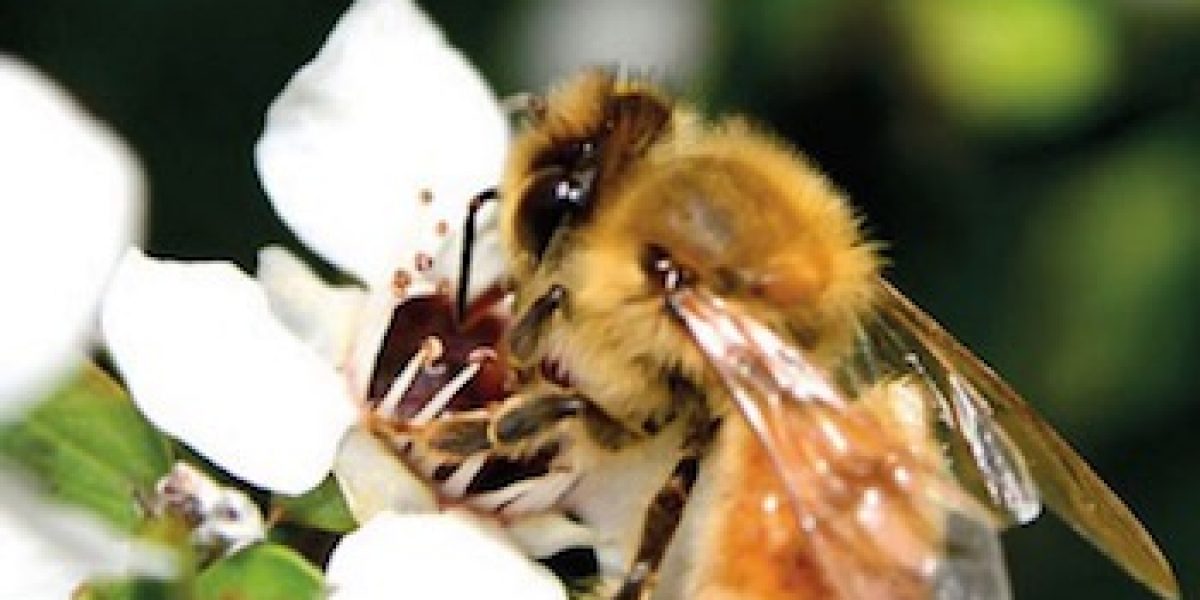 Manuka Honey Can Kill Every Kind Of Bacteria You Throw At It (Even The Superbugs!)