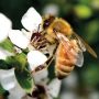 Manuka Honey Can Kill Every Kind Of Bacteria You Throw At It (Even The Superbugs!)