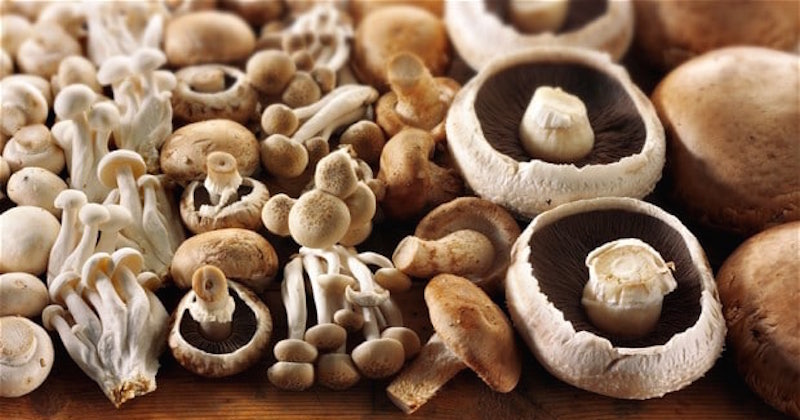assorted mushrooms