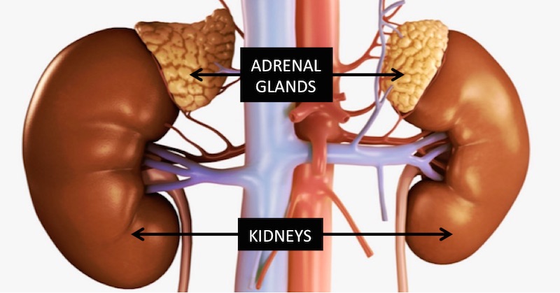 adrenal glands produce hormones called