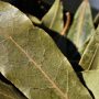 Burn A Few Dried Bay Leaves In Your Home And Feel An Immediate Change To The Atmosphere