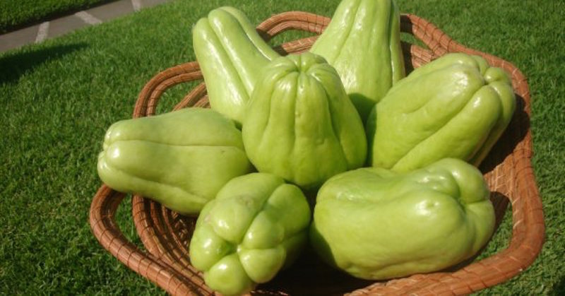 health benefits of chayote