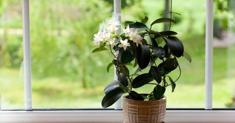 plants to improve sleep and air quality