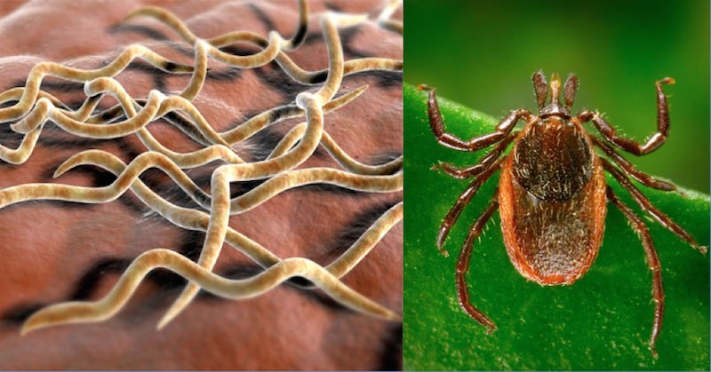 lyme disease black-legged tick