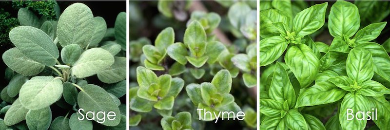 sage, thyme, basil