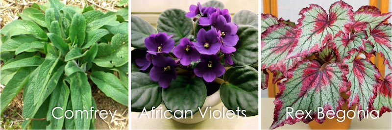 comfrey, african violets, rex begonia