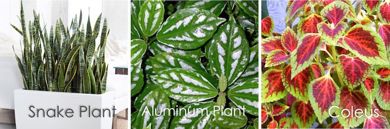 snake and aluminium plants, coleus