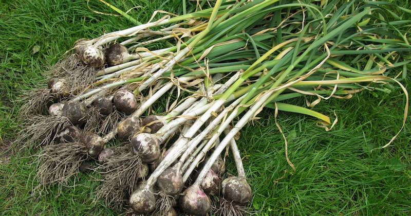 grow garlic at home