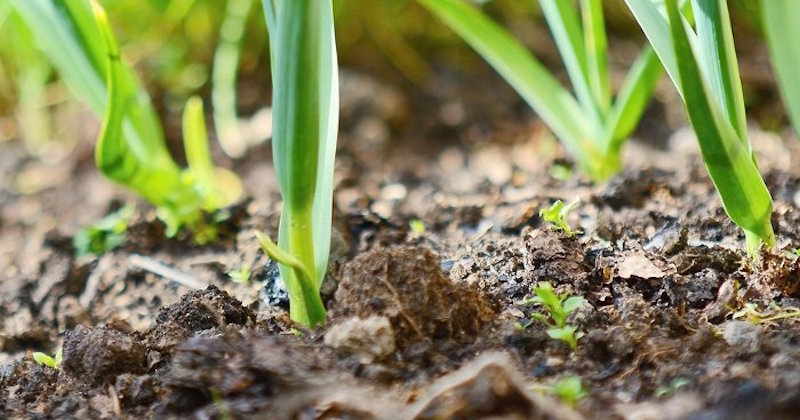 garlic plant