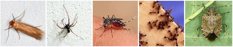 non-toxic tips to repel pesky bugs