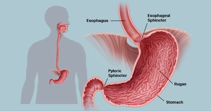 stomach anatomy