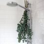 Wonderful Things That Happen When You Hang Eucalyptus In Your Shower
