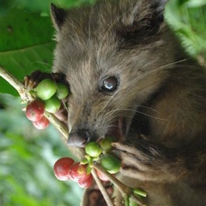 civet cat eating coffee berries