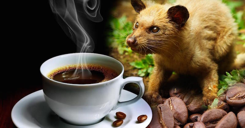 kopi luwak