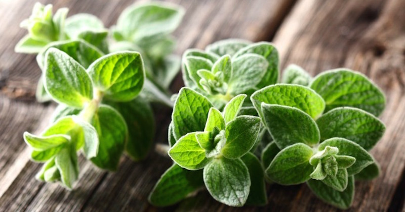 oregano oil natural antibiotic