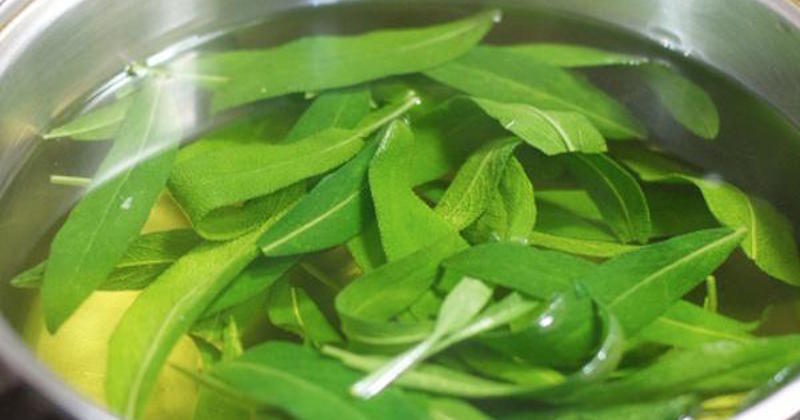 sage leaves in a pot