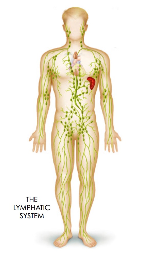 lymphatic system