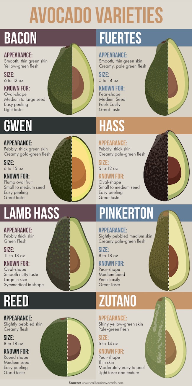 avocado varieties