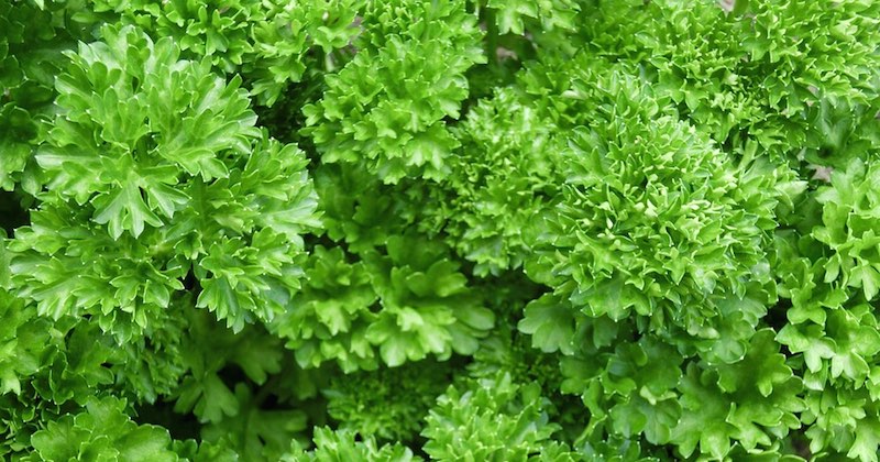 parsley leaves