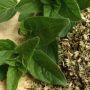 Oregano Tea To Heal Cough, Sinusitis, Asthma, Bronchitis, Rheumatism, Infections And More!