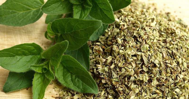 oregano tea for healing