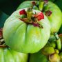 Garcinia Cambogia: The Miracle Weight Loss Fruit?