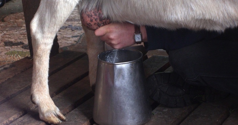 Health benefits of raw goat milk