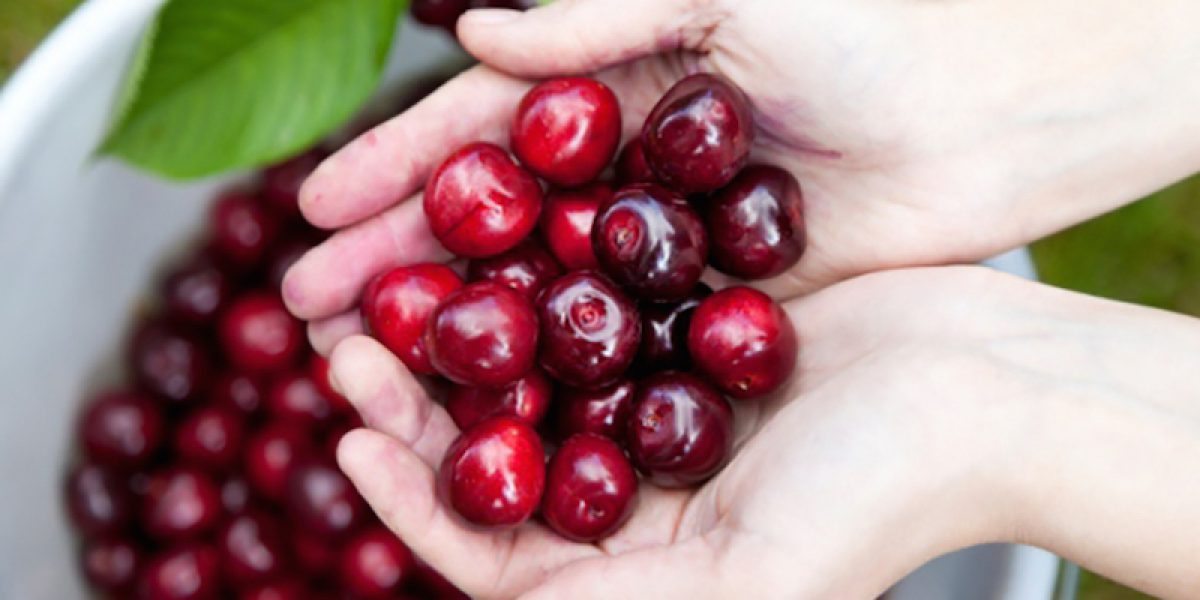 Eat Cherries To Help Reduce Gout Attacks And Arthritis Inflammation